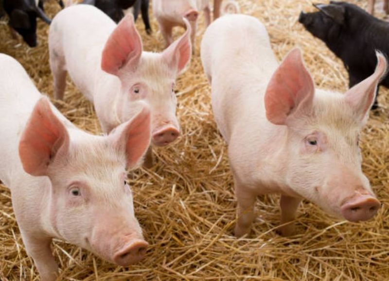 El consumo de carne de cerdo frenó su crecimiento en la región patagónica