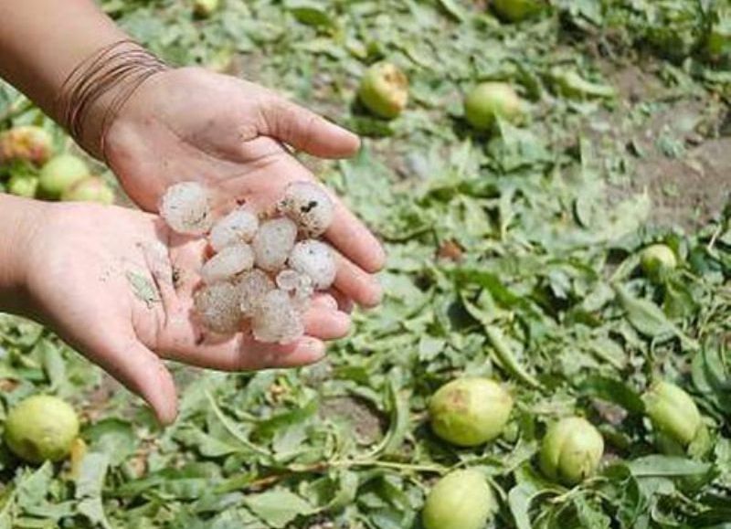 El Ente Compensador de Granizo ya resarció a todos los productores afectados