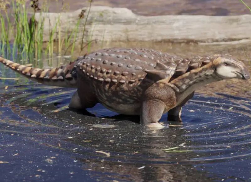El "Patagopelta cristata" se suma a la familia de dinosaurios rionegrinos