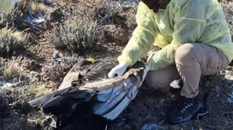 Alarma ambiental: hallaron muerto a Huasi, un cóndor andino envenenado