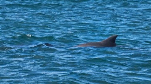Acuerdan medidas urgentes para conservar al delfín de Lahille en la provincia