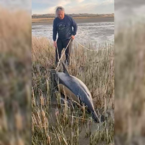 Walter Andreoli: el hombre que rescató dos delfines en las costas rionegrinas
