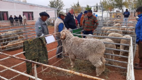 Río Negro inicia el ciclo de exposiciones rurales ovinas de verano 2026