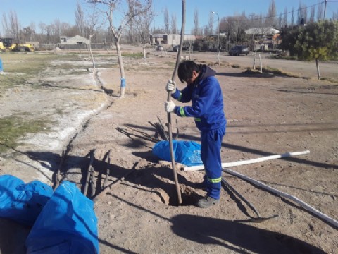 Forestación en espacios verdes y plazas