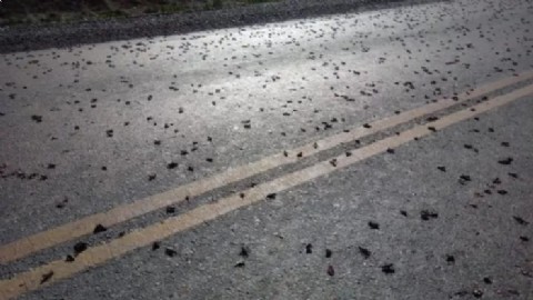 Declaran alerta en la Patagonia por la expansión de la Tucura Sapo: Río Negro entre las provincias afectadas