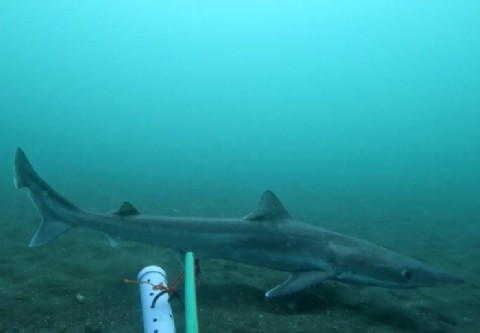 VIDEO | Se confirmó la presencia de cinco especies de tiburones en la costa provincial