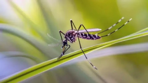 Río Negro refuerza capacitaciones contra el Dengue, pero persisten vacíos en la estrategia provincial