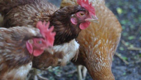 Brote de gripe aviar detectado en un predio de aves de traspatio