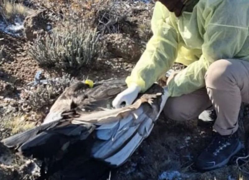 Alarma ambiental: hallaron muerto a Huasi, un cóndor andino envenenado