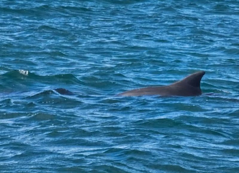 Acuerdan medidas urgentes para conservar al delfín de Lahille en la provincia