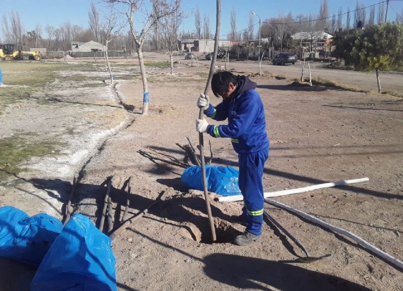 Forestación en espacios verdes y plazas