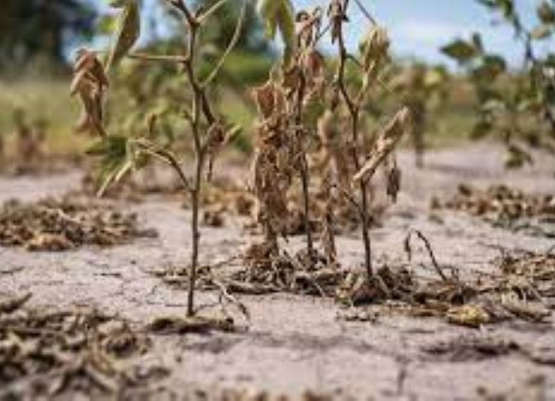 La provincia declaró la emergencia agropecuaria por las sequías que afectan la región